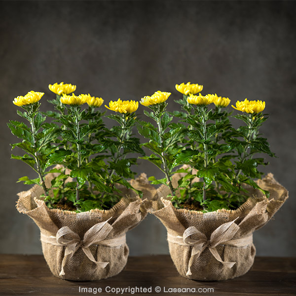POTTED COSMO YELLOW PACK - 2 - Flowering Plants - in Sri Lanka